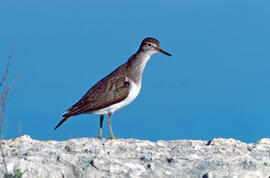 Cegall negre ("Actitis hypoleucos")