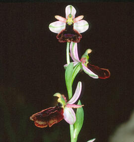 Mosca vermella ("Ophrys tenthredinifera")
