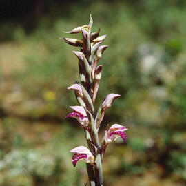 Clavell ("Limodorum abortivum")