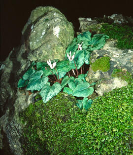 Engreixaporcs ("Cyclamen balearicum")