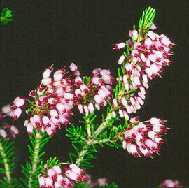 Bruc d'hivern ("Erica multiflora")
