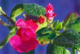 Romaní ("Salvia rosmarinus")