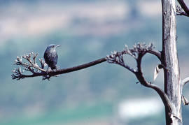 Pàssera ("Monticola solitarius")