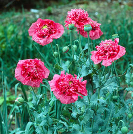 Cascall ("Papaver somniferum")