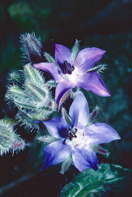 Borratja ("Borago officinalis")