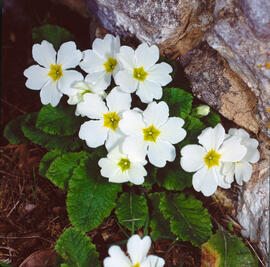 "Ranunculus fluitans"