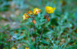 Argelaga negra ("Coronilla juncea")