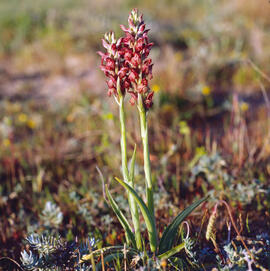 Abellera olorosa ("Anacamptis coriophora")