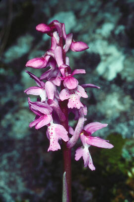 Orquídia ("Orchis mascula")