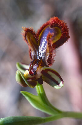 Abellera de mirall ("Ophrys speculum")