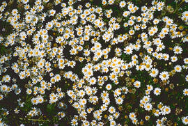Margalida ("Bellis sylvestris")