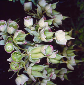 Marxívol ("Helleborus foetidus")