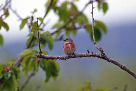 Passarell reial ("Carduelis cannabina")