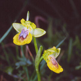 Abellera groga ("Ophrys lutea")