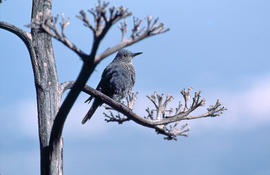 Pàssera ("Monticola solitarius")