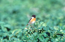 Vitrac ("Saxicola rubicola")