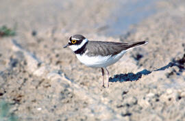 Tiruril·lo ("Charadrius alexandrinus")