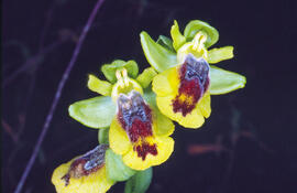 Abellera groga ("Ophrys lutea")