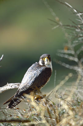 Falcó ("Falco peregrinus")