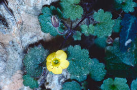 Botó d'or ("Ranunculus weyleri")