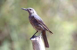 Pàssera ("Monticola solitarius")