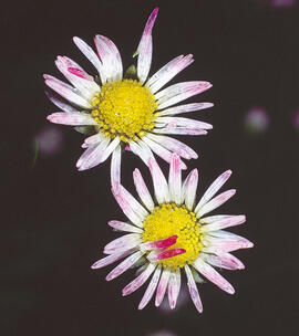 Margalida ("Bellis sylvestris")