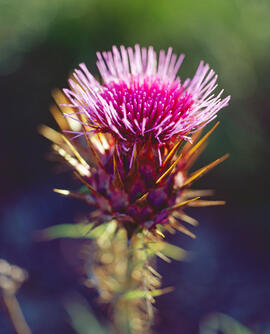 Herbacol ("Cynara cardunculus")