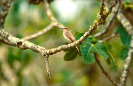 Picamosques ("Muscicapa striata")