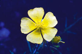 Estepa groga ("Fumana procumbens")