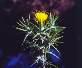 Card ("Carthamus lanatus")