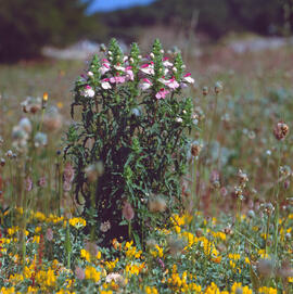 Cresta de gall ("Bellardia trixago")