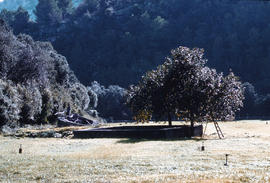 Paisatge entre arbres, reguius i una sínia