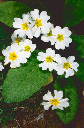 Primavera blanca ("Primula vulgaris")