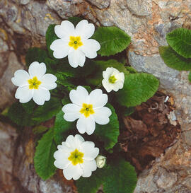 Margaridussa ("Rimula vulgaris")