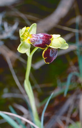 Orquídia ("Ophrys balearica")