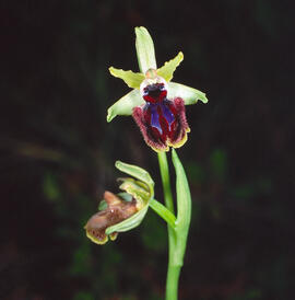 Abellera de la passió ("Ophrys passionis")