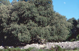 Alzina ("Quercus ilex")