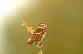 Titina ("Anthus pratensis")