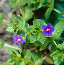 Herba de la pulmonia ("Anagallis foemina")
