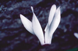 Engreixaporcs ("Cyclamen balearicum")