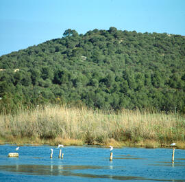 Grup de agrons blancs ("Egretta garzetta")