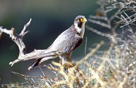Falcó ("Falco peregrinus")
