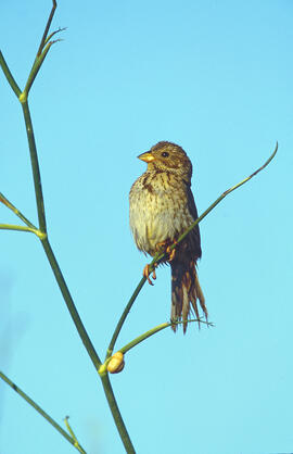 Sól·lera ("Emberiza calandra")