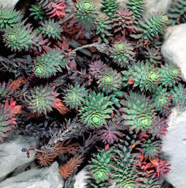 Crespinell gros ("Sedum sediforme")