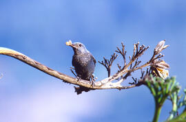 Pàssera ("Monticola solitarius")