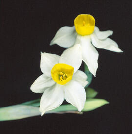 Assa groga ("Narcissus tazetta")