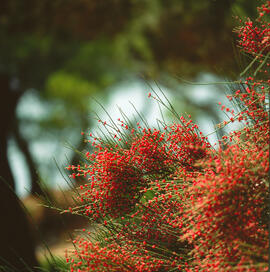 Èfedra ("Ephedra distachya")