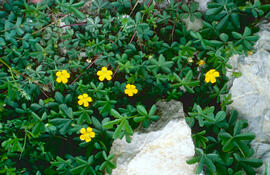 Agrella ("Oxalis corniculata")