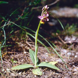 Abellera vermella ("Ophrys tenthredinifera")