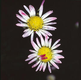 Margalida ("Bellis sylvestris")